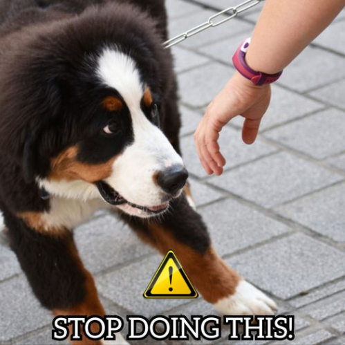  강아지와 처음 인사 할 경우 보호자의 허락을 구해야 한다. (사진출처 = 유레카 도그 서비시스 페이스북)