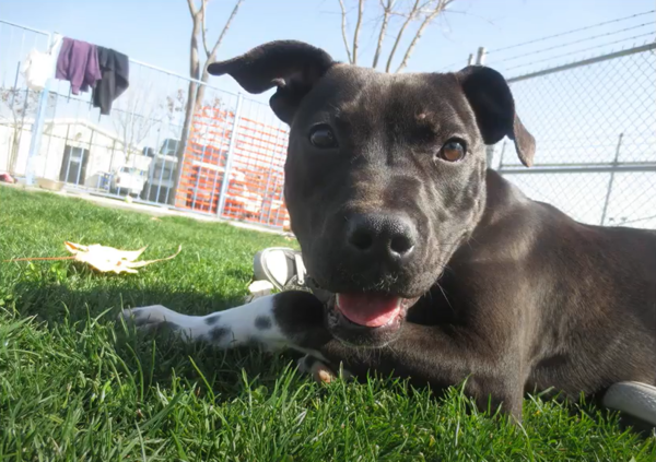 현재 유기견 보호소에는 여전히 검은 개의 차별이 존재하고 있다. (사진출처 = YouTube)