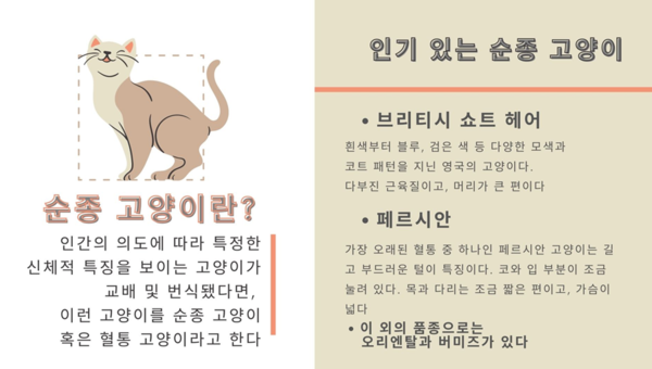 “품종마다 성향·관리 달라” 인기 순종 고양이 BEST4