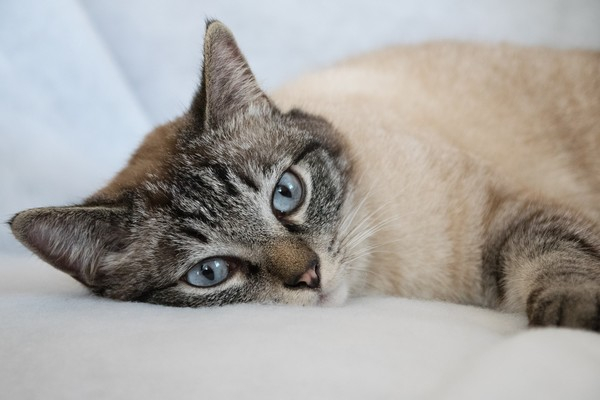 (출처=픽사베이)