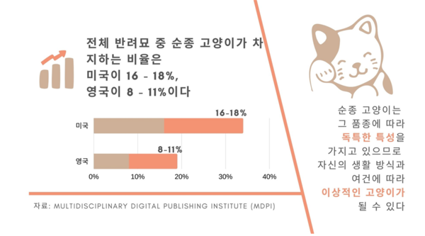 “품종마다 성향·관리 달라” 인기 순종 고양이 BEST4