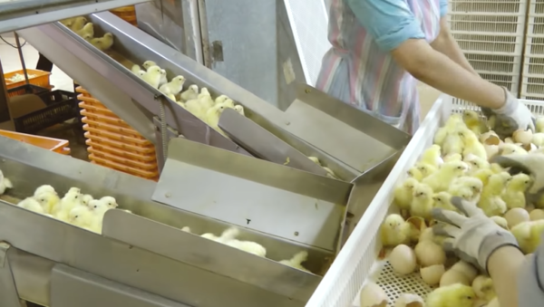  세계 여러 동물보호단체가 수평아리 분쇄 도살 금지 법안을 지속적으로 발의 중이다. (사진출처 = YouTube)