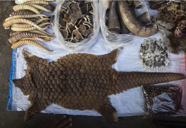  인간의 무차별적인 자연 파괴는 인수공통전염병을 일으킨다. (사진출처 = YouTube 채널 'National Geographic')