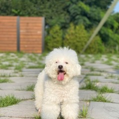 유기동물보호센터 ‘리얼쉘터’, 강아지 무료분양으로 동물보호에 힘써