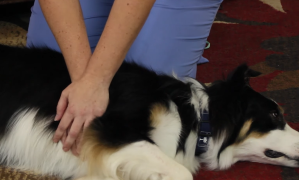 흉부 압박 시 소·중형견과 대형견을 달리 고려해 진행해야 한다. (사진출처 = YouTube)