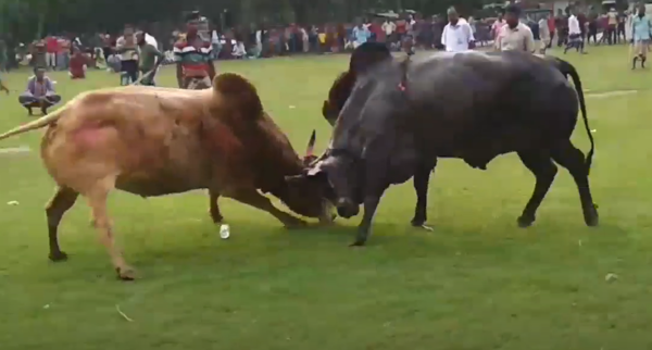  소싸움을 놓고 동물학대 논란은 매년 계속되고 있다. (사진출처 = YouTube)