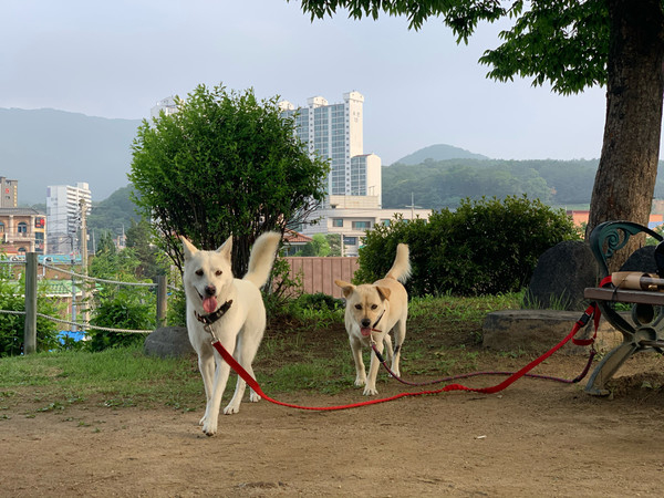 현재 왕방이와 왕순이는 해외 입양을 준비하고 있다 (사진 = 서동행 네이버 카페 제공)