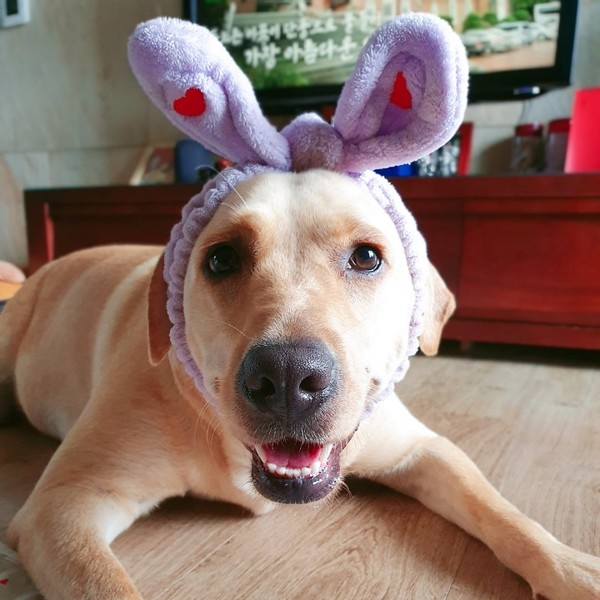  중성화 수술 여부는 보호자 스스로 결정해야 한다 (사진출처 = 에프이타임스)