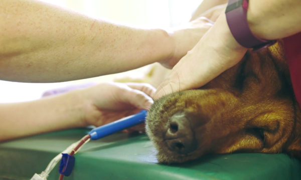 해외의 공혈견은 건강관리나 채혈에 대한 세부적인 규칙이 마련되어 있다 (사진출처 = YouTube)