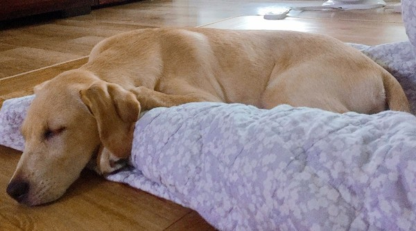  동물에서 사람으로 코로나19 전파를 단정하기 어렵다 (사진출처 = 에프이타임스)