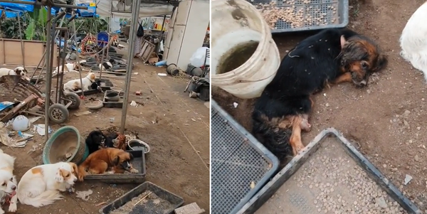 일산 고양시 덕양구에서 일어난 애니멀호더 강아지 방치 사건 (사진출처 = @bong.2 인스타그램)