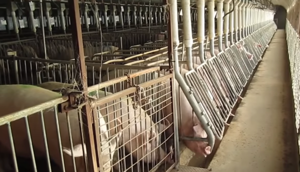  최근 신종 감염병의 원인 중 하나로 공장식 축산이 지목되고 있다 (사진출처 = YouTube)