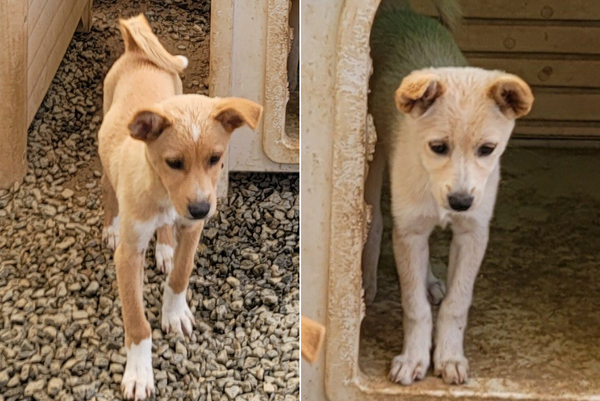 ▲ 해당 강아지들은 군산유기동물센터에서 새 가족을 기다리고 있다 (사진출처 = 동물보호관리시스템)