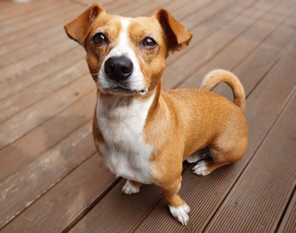  ▲ 단모종의 강아지들도 심한 털갈이를 한다 (사진출처 = 에프이타임스)