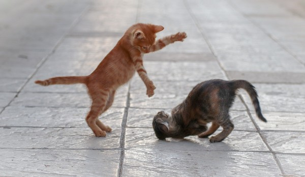 다묘가정서 발생하는 고양이들 싸움, 원인과 중재 방법은?