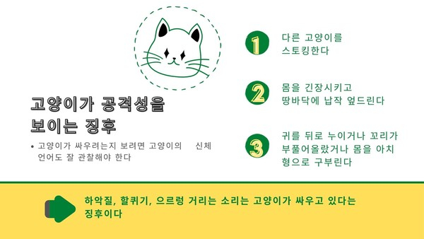 다묘가정서 발생하는 고양이들 싸움, 원인과 중재 방법은?