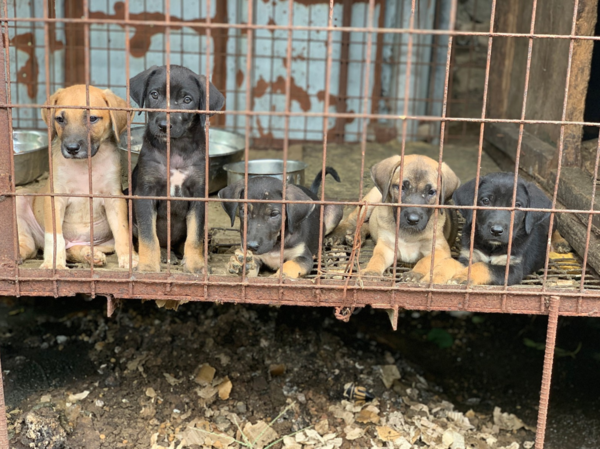 ▲ 인천 계양산 개농장에 살고 있는 새끼개들 (사진출처 = '롯데목장 개살리기 시민모임' 네이버 카페 )