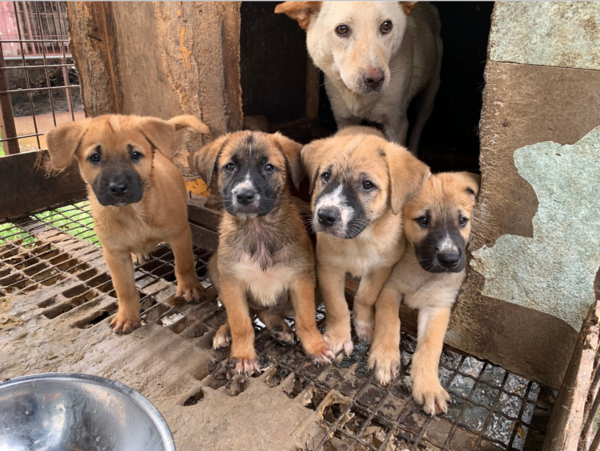▲ 인간 탐욕에 의해 피해를 본 계양산의 개들 (사진출처 = '롯데목장 개살리기 시민모임' 네이버 카페 )