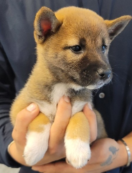  ▲ 성격이 형성되고 있는 시바견 '하누' (사진출처 = 도그마루 홈페이지)