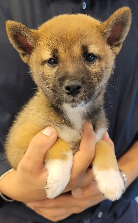  ▲ 귀여운 외모로 '심쿵' 시켜버리는 시바견 하누 (사진출처 = 도그마루 홈페이지)