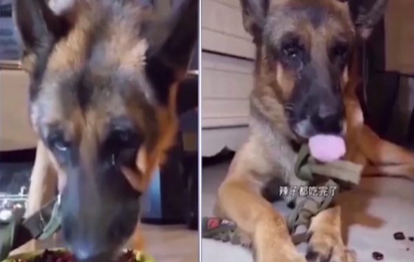 ▲ 매운 고추로 괴로워하고 있는 저먼 셰퍼트 (사진출처 = Metro)