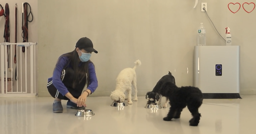  추석 연휴 서초동물사랑센터는 27일부터 10월 4일까지 운영된다. (사진출처= 서초동물사랑센터 홈페이지)