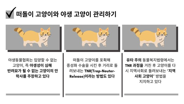 美, 길고양이 번식 문제 잇따르자 ‘중성화 수술’ 실효성 두고 논쟁