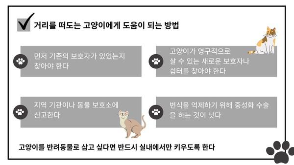 美, 길고양이 번식 문제 잇따르자 ‘중성화 수술’ 실효성 두고 논쟁