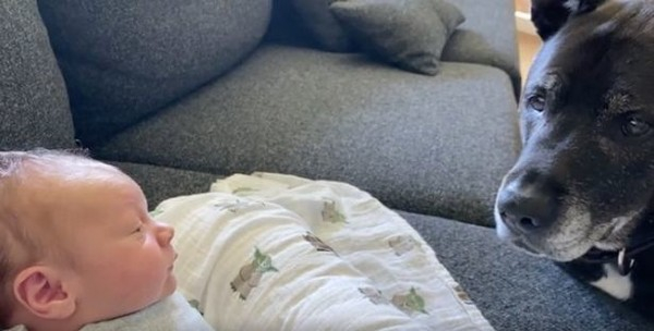 해외에서 화제가 된 베이비시터 카시우스의 영상 (사진출처 = 데일리스타)