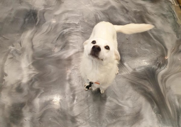 [유기견입양] 진도혼종 '마이' 치명적 매력 발산…새 가족 찾아주개