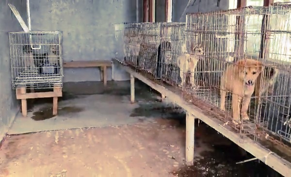  전국 최하위 수준의 악질 보호소였던 구례 유기견보호소 (사진출처 = 비글구조네트워크)