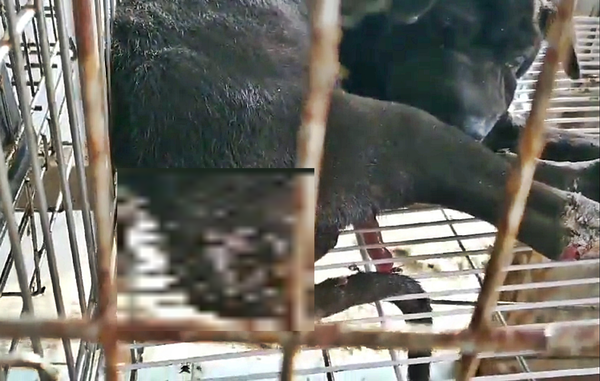 생식기에 구더기와 파리가 들끓었던 아기 샤폐이 (사진출처 = 비글구조네트워크)