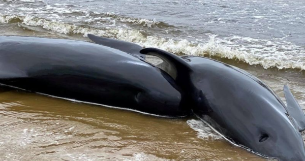 호주 해변서 고래 380마리 떼죽음…구조된 4마리는 안락사