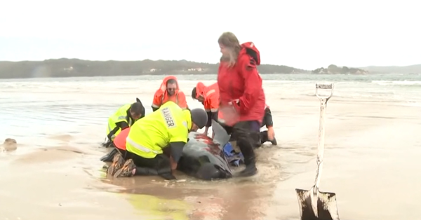 호주 당국은 발견 즉시 수백마리 고래 구조작업을 펼쳤다 (사진출처 = BBC 홈페이지)