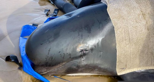 구조된 고래 중 4마리는 소생 가능성이 없어 안락사를 결정했다 (사진출처 = BBC 홈페이지)