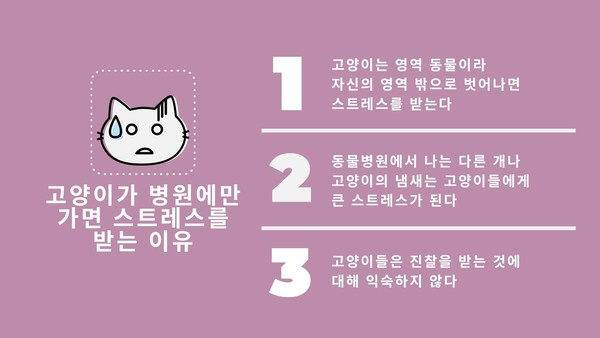 동물병원 무서워하는 냥이…스트레스 줄일 방법 없을까?