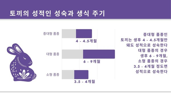 토끼도 상상임신한다? ‘토끼 번식’ 시 알아야 할 것