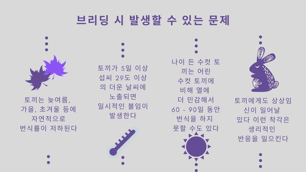 토끼도 상상임신한다? ‘토끼 번식’ 시 알아야 할 것
