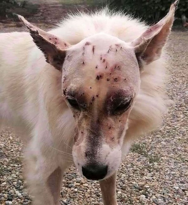 얼굴에 40발 넘는 '총알' 박힌 강아지…"살아있는게 기적"