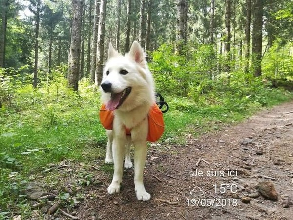 사건이 일어나기 전 나이코의 모습 (사진출처 = 데일리스타)