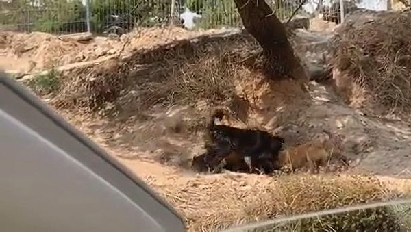 개 무리들은 갓 태어난 새끼 돼지들도 잡아먹은 것으로 드러났다 (사진출처 = 데일리스타)