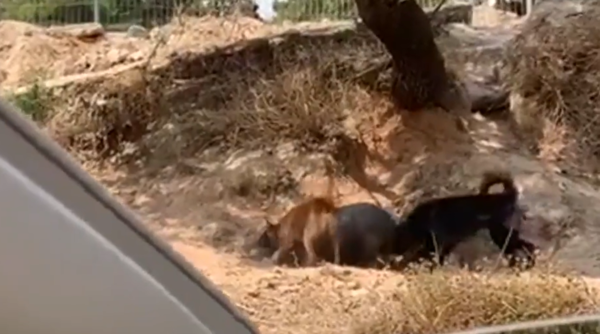 돼지 산채로 잡아 먹는 개 무리들…"방치된 농장 습격해"