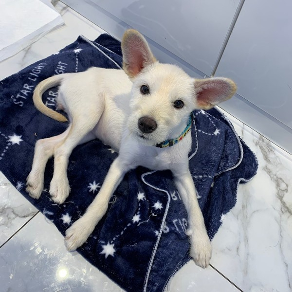 ▲ 사랑으로 품어줄 평생 가족 기다리는 '홀리' (출처=도그마루 홈페이지)