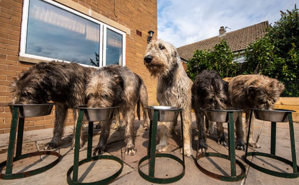 (사진=James Speakman/caters news agency)