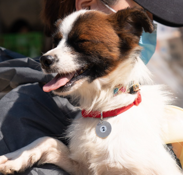  방울이가 새 가족을 기다리고 있습니다.