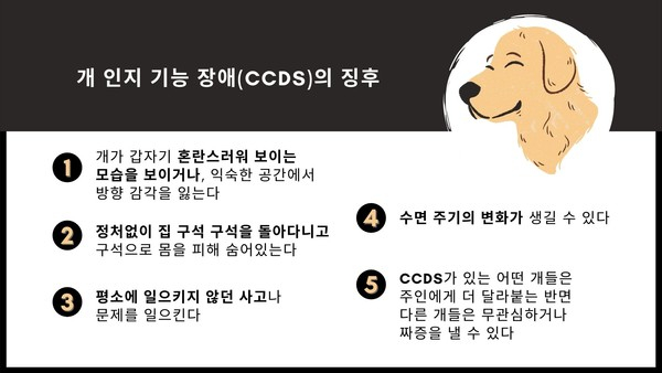 익숙한 곳에서도 길 잃는 반려견, ‘인지기능 장애’ 의심해야