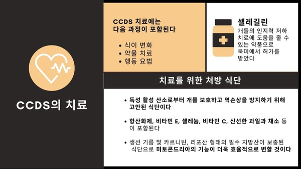 익숙한 곳에서도 길 잃는 반려견, ‘인지기능 장애’ 의심해야