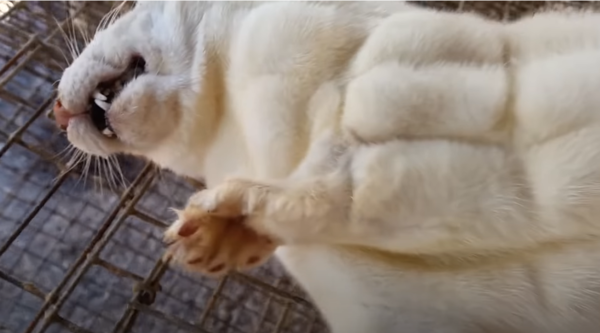  모피코트 생산을 위해 살아있는 동물의 가죽을 무자비하게 벗긴다 (출처=페타(PETA) 유튜브 공식채널)