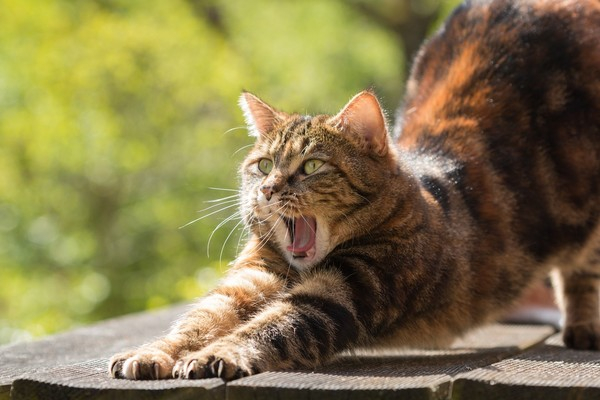 부종‧발열 나타나는 '고양이 할큄병' 사람에겐 합병증 치명적