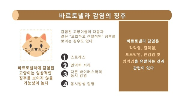 부종‧발열 나타나는 '고양이 할큄병' 사람에겐 합병증 치명적